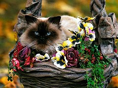 Natural Furtilizer